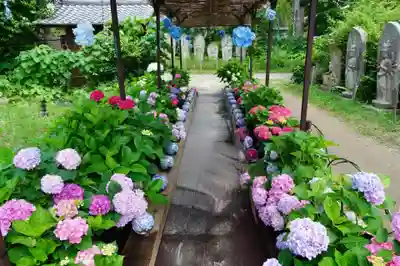 般若寺 ❁﻿コスモス寺❁(奈良県)