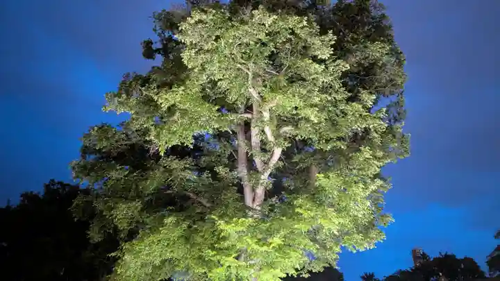 北海道護國神社の自然