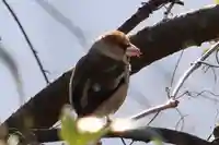 愛宕神社の動物