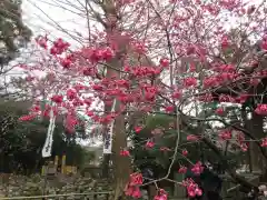 杉本寺の自然