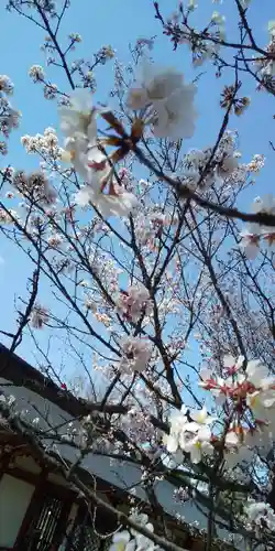 北海道護國神社の自然