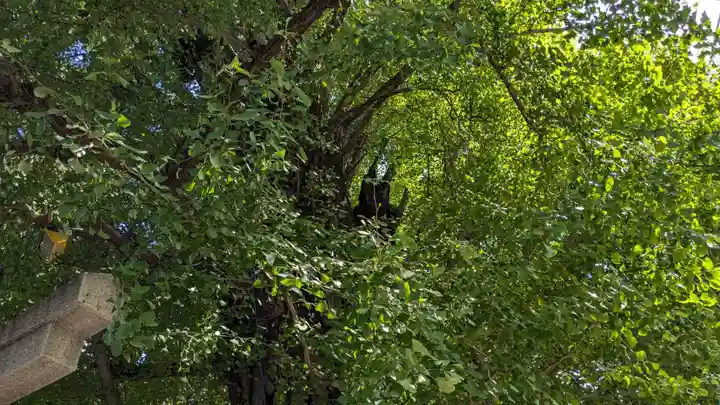 飛木稲荷神社の自然