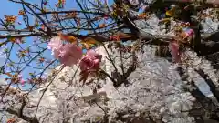 墨染寺（桜寺）(京都府)