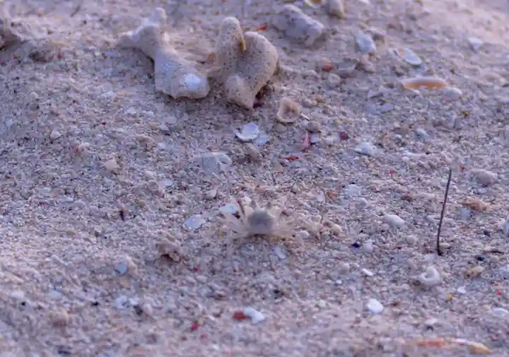 宮古神社(沖縄県)