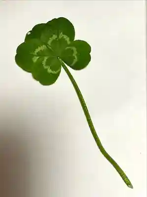 普門寺(切り絵御朱印発祥の寺)(愛知県)