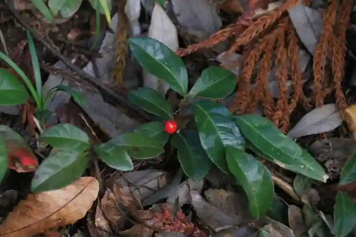 王宮伊豆神社の庭園