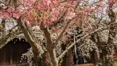 妙覺寺（妙覚寺）(京都府)