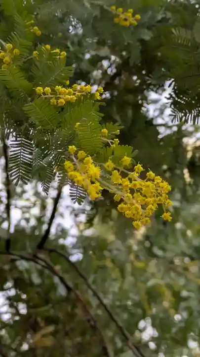 半木神社(賀茂別雷神社境外末社)(京都府)