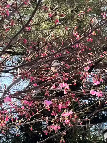 櫻木神社(千葉県)