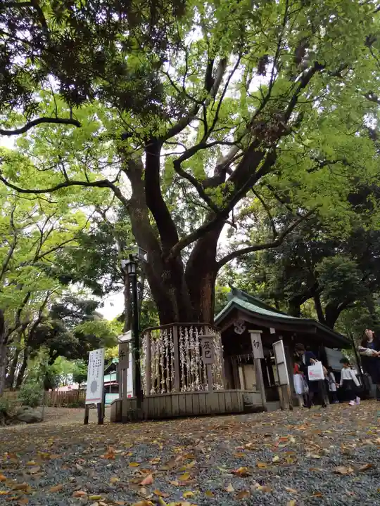 平塚八幡宮の自然