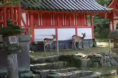 手向山八幡宮の動物