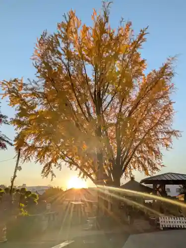 成願寺(東京都)