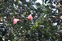 鹿島大神宮の自然