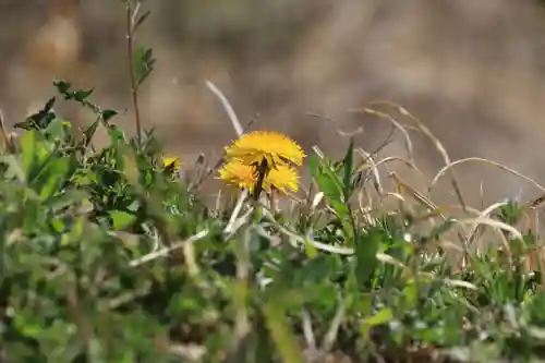 大六天麻王神社の自然