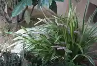 西方山極楽寺の自然