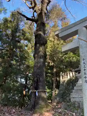 高田神社の自然