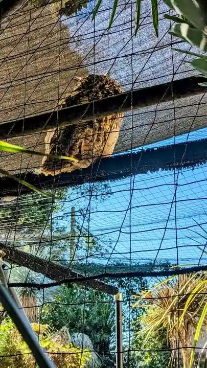 柏諏訪神社の動物