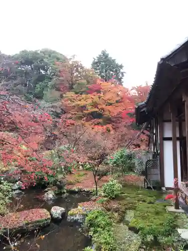 実相院門跡の庭園