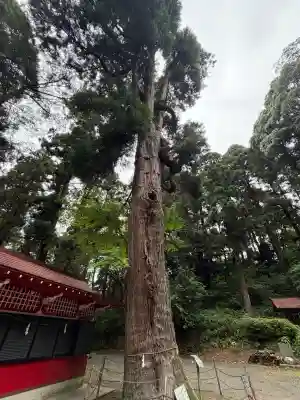 住吉神社の{uncategorized: "未分類", other: "その他", undefined: "問題あり", building: "その他建物", grave: "お墓", sacred_gate: "鳥居", guardian: "狛犬", statue: "像", buddha: "仏像", history: "歴史", nature: "自然", garden: "庭園", animal: "動物", pagoda: "塔", temizu: "手水舎", mountain_gate: "山門・神門", sanctuary: "本殿・本堂", subordinate: "末社・摂社", art: "芸術", scenery: "景色", jizo: "地蔵", ema: "絵馬", goshuin: "御朱印", omikuji: "おみくじ", items: "授与品その他", amulet: "お守り", goshuincho: "御朱印帳", eats: "食事", festival: "お祭り", votive_dance: "神楽", shichigosan: "七五三参", wedding: "結婚式", experience: "体験その他", initially: "初詣", around: "周辺", anti_infection: "感染症対策"}
