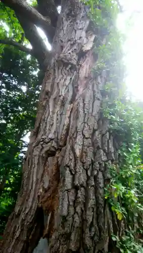 東川神社の自然