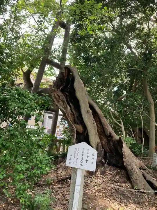 三嶋大社(静岡県)