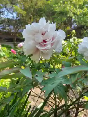 石光寺(奈良県)