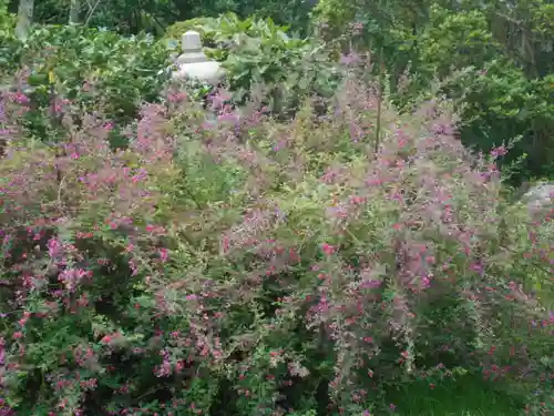 浄光明寺の自然