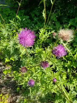 八幡神社の自然
