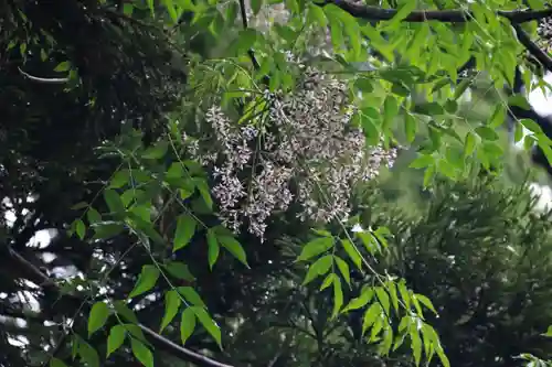 鹿島大神宮の自然