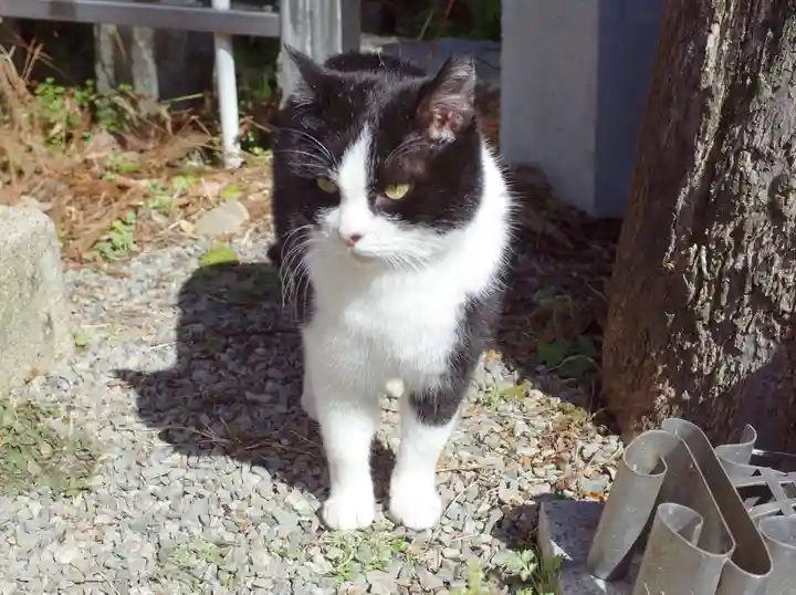 荒木神社の動物