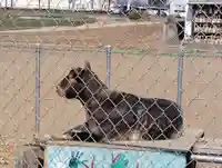 長良神社の動物