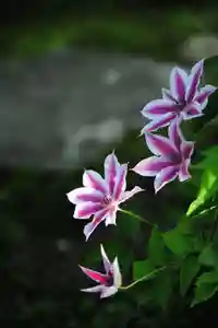 浄土寺(兵庫県)(2024年05月10日(金) 07時57分46秒投稿)