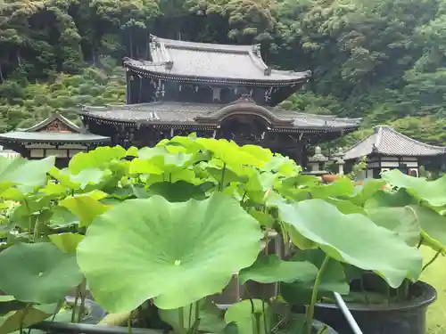 三室戸寺の庭園