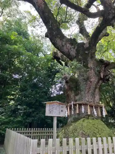 熱田神宮の自然