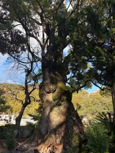 川津来宮神社の{uncategorized: "未分類", other: "その他", undefined: "問題あり", building: "その他建物", grave: "お墓", sacred_gate: "鳥居", guardian: "狛犬", statue: "像", buddha: "仏像", history: "歴史", nature: "自然", garden: "庭園", animal: "動物", pagoda: "塔", temizu: "手水舎", mountain_gate: "山門・神門", sanctuary: "本殿・本堂", subordinate: "末社・摂社", art: "芸術", scenery: "景色", jizo: "地蔵", ema: "絵馬", goshuin: "御朱印", omikuji: "おみくじ", items: "授与品その他", amulet: "お守り", goshuincho: "御朱印帳", eats: "食事", festival: "お祭り", votive_dance: "神楽", shichigosan: "七五三参", wedding: "結婚式", experience: "体験その他", initially: "初詣", around: "周辺", anti_infection: "感染症対策"}