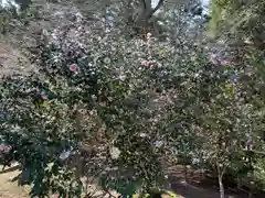 和氣神社（和気神社）の自然