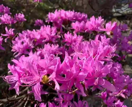 普門寺(切り絵御朱印発祥の寺)の自然