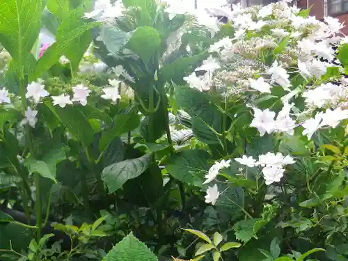 極楽寺（霊鷲山感應院極楽律寺）の自然