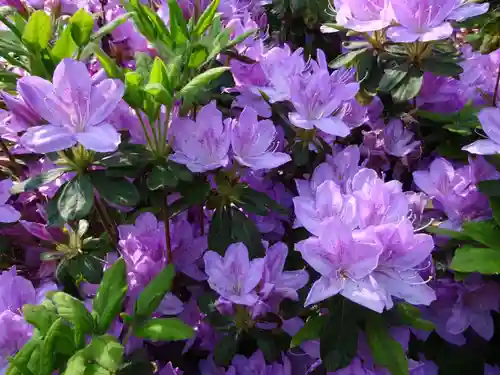 塩船観音寺の自然