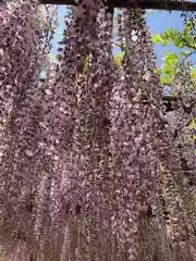 玉敷神社の自然