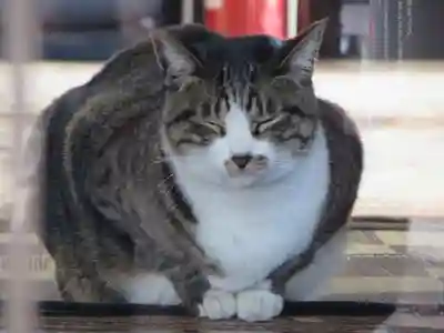 平等寺（因幡堂）の動物