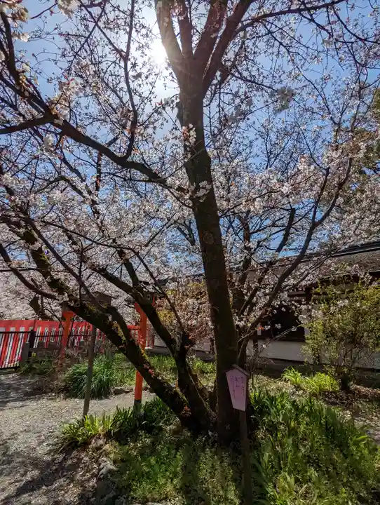 平野神社(京都府)