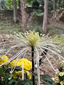 大宮温泉神社(栃木県)(2023年11月13日(月) 16時29分25秒投稿)