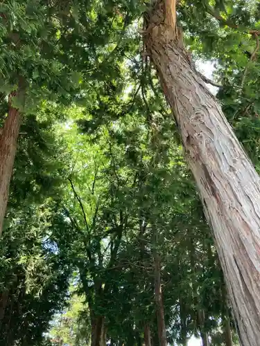 中村八幡神社の自然