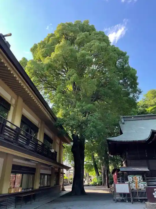 谷保天満宮の自然
