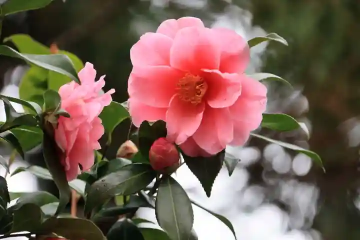 隠津島神社の自然