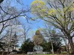 新琴似神社の自然