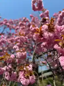 守りの神 藤基神社(新潟県)(2025年04月26日(土) 12時16分40秒投稿)