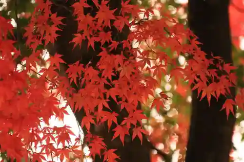 長屋神社の自然