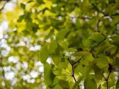 赤坂氷川神社(東京都)